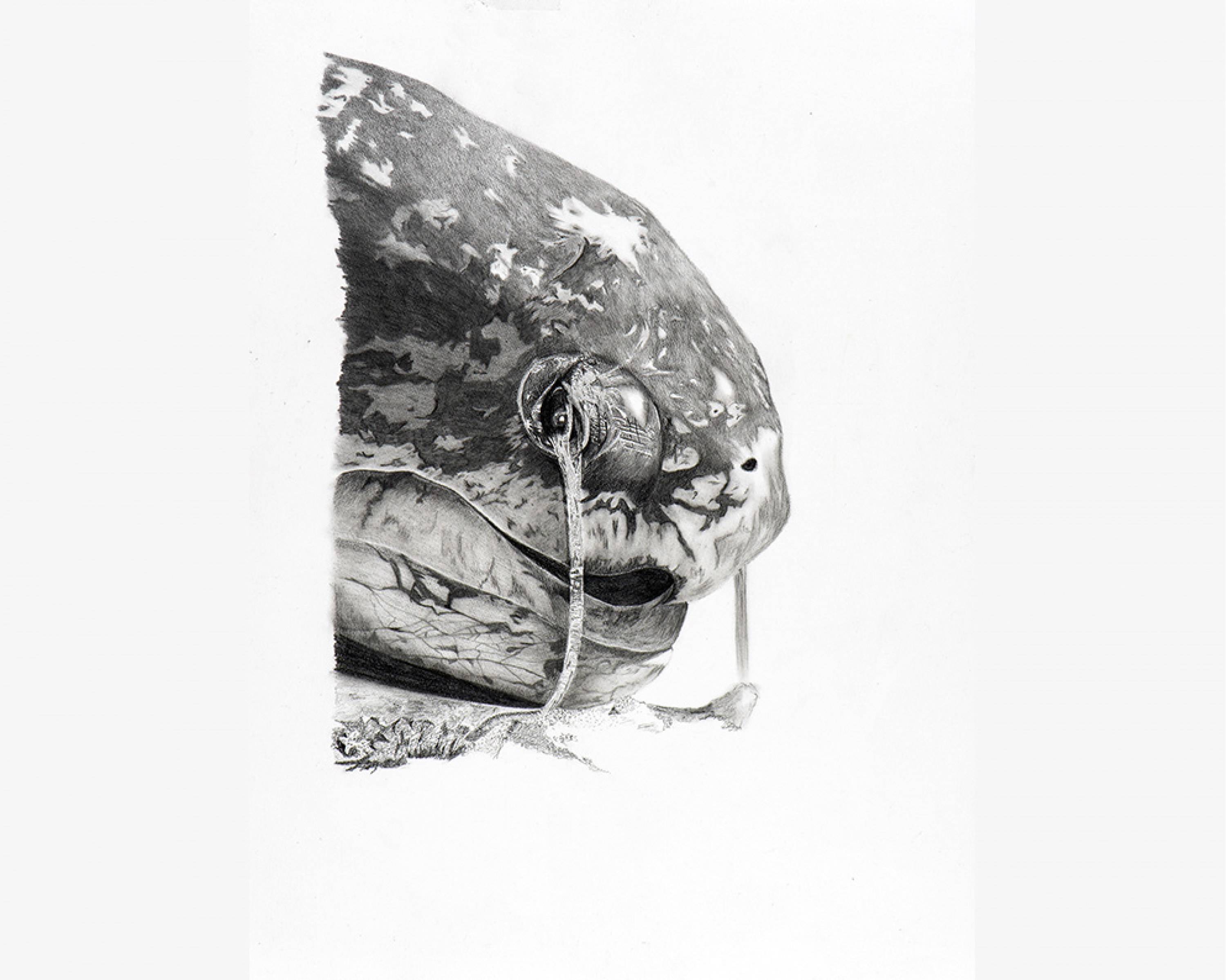 Oeuvre originale Tortue luth larmes de sel (Dermochelys coriacea): Leatherback Sea Turtle 